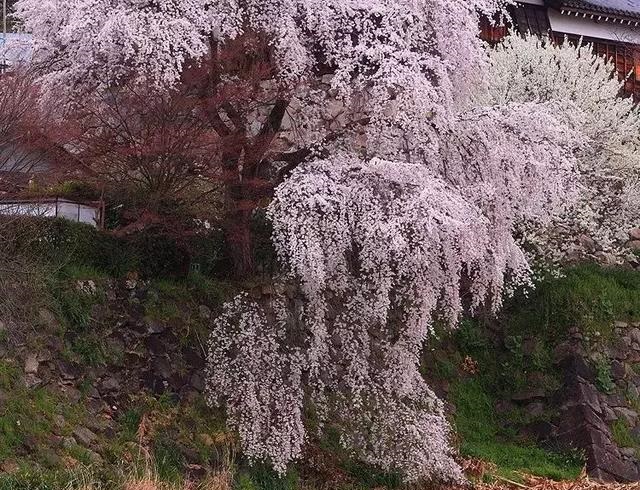 2019041215550567601612407238.jpg 337a6b7886ea41009a9b9bea7abc533a.jpg